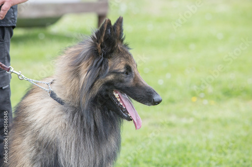 Portrait of a tervuren dog living in Belgium
