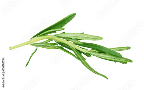 Rosemary branch on a white background