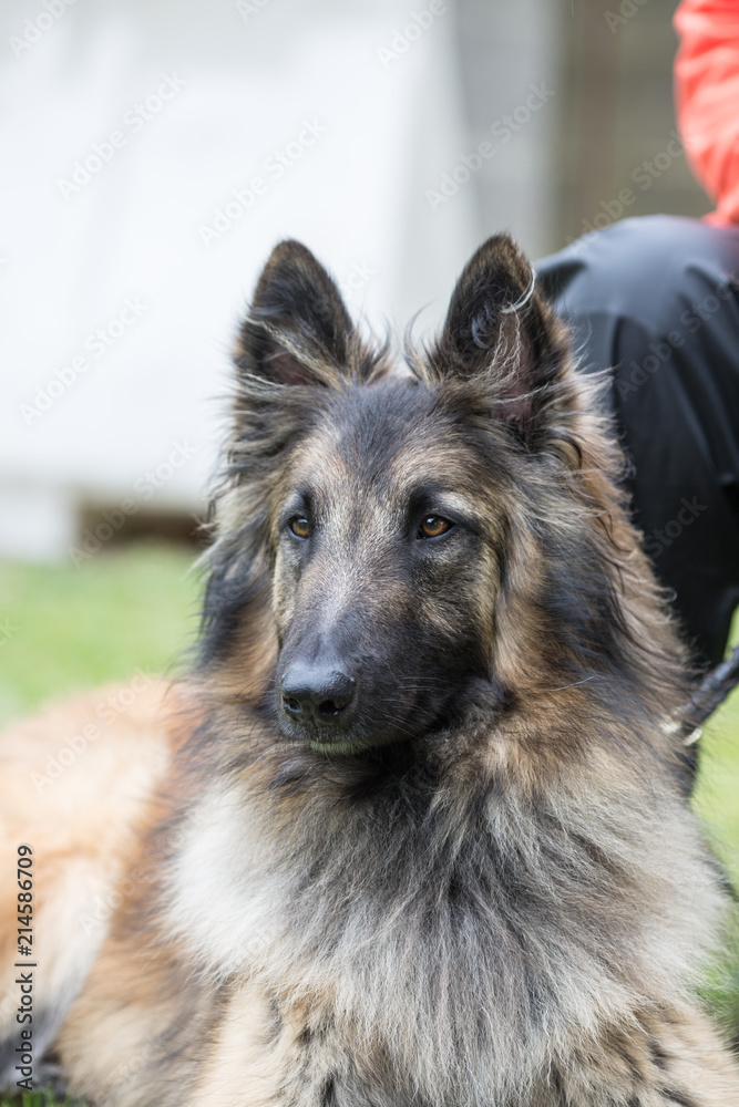 Portrait of a tervuren dog living in Belgium Portrait of a tervuren dog living in Belgium