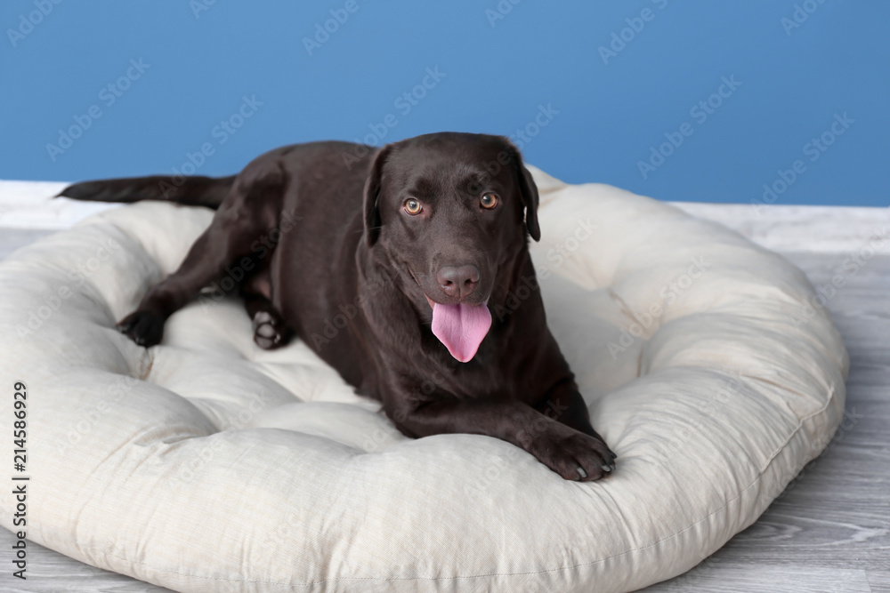 Cute funny dog lying on cushion at home Cute funny dog lying on cushion at home