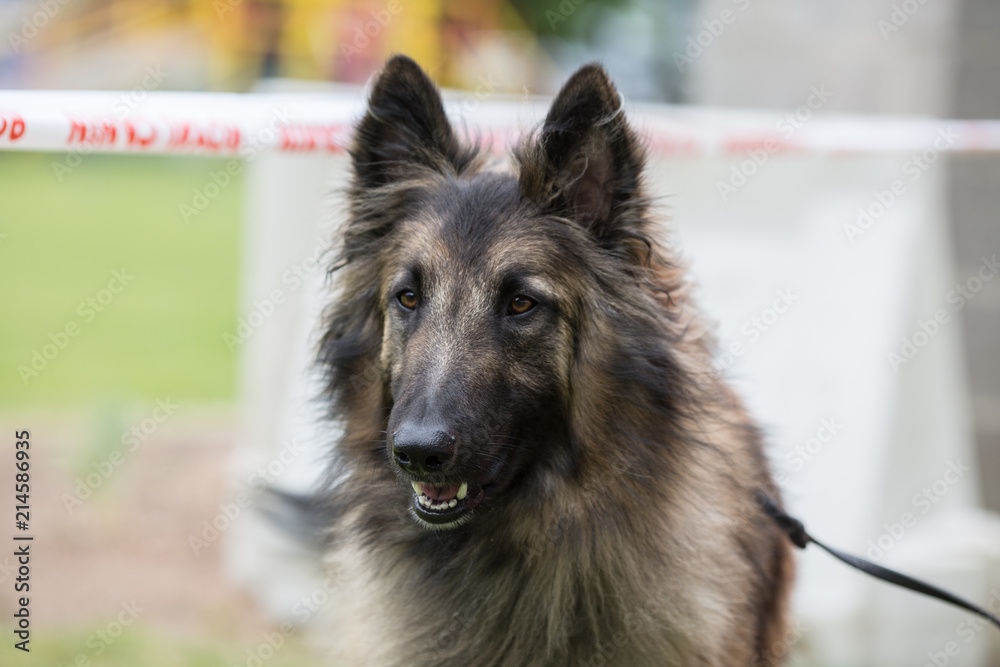 Portrait of a tervuren dog living in Belgium Portrait of a tervuren dog living in Belgium