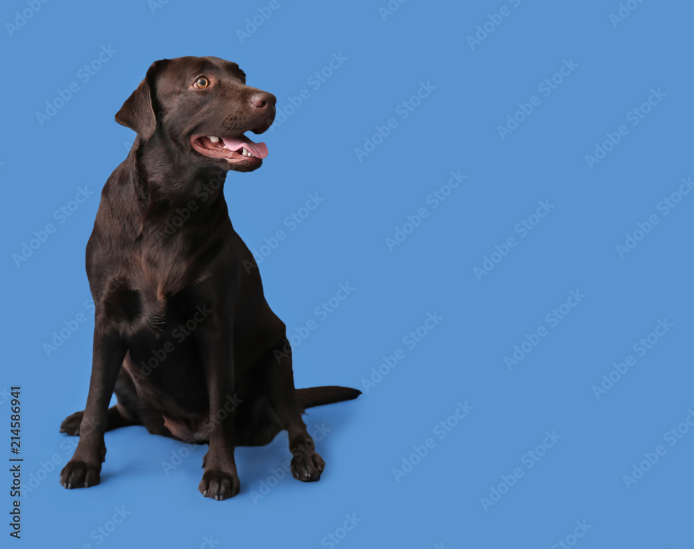 Cute funny dog on color background