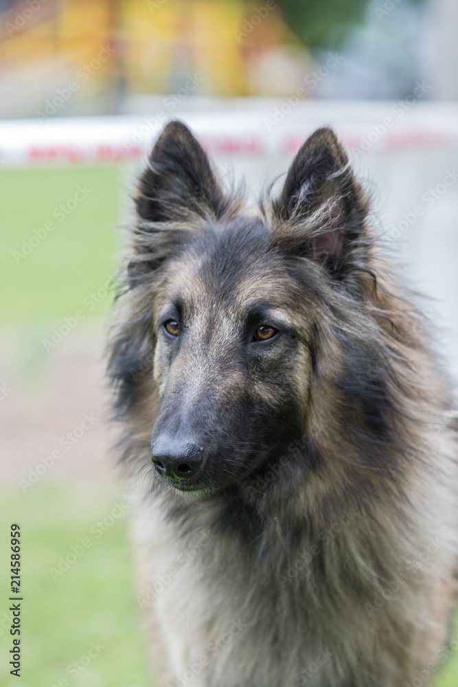 Portrait of a tervuren dog living in Belgium