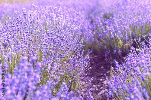 Lavender Field in the summer