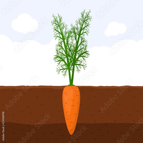 Carrot with green sprout on top in soil, Fresh organic vegetable garden plant growing underground, Cartoon flat vector illustration.