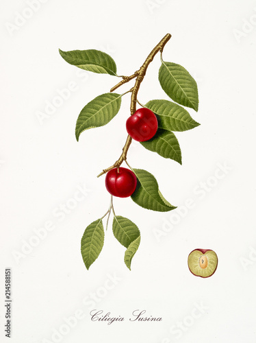 Fototapete cherry, also known as cherry plum, cherry tree leaves and fruit section with kernel isolated on white background