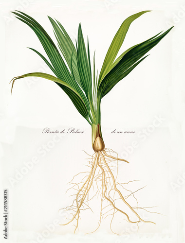 Date palm seedling, seed and roots isolated on white background. Old botanical illustration realized in a detailed watercolor style by Giorgio Gallesio on 1817, 1839 Pisa Italy photo