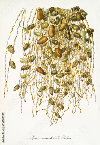 Spadix of date palm, group of dates hanging from top, isolated on white background. Old botanical illustration realized in a detailed watercolor style by Giorgio Gallesio on 1817, 1839 Pisa Italy