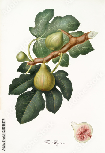Fig, called queen fig, on a single branch with leaves and section isolated on white background. Old botanical illustration realized with a detailed watercolor by Giorgio Gallesio on 1817, 1839