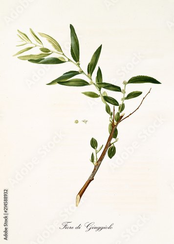Single jujube branch with leaves and flowers. All the graphic composition is isolated over white background. Old detailed botanical illustration by Giorgio Gallesio published in 1817, 1839 photo