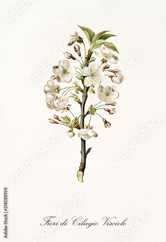 Fotografie Single cherry blossom branch with white flowers
