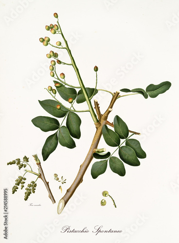 pistachio branch with leaves and other botanical elements. Graphic composition is isolated over white background. Old detailed botanical illustration by Giorgio Gallesio published in 1817, 1839 photo