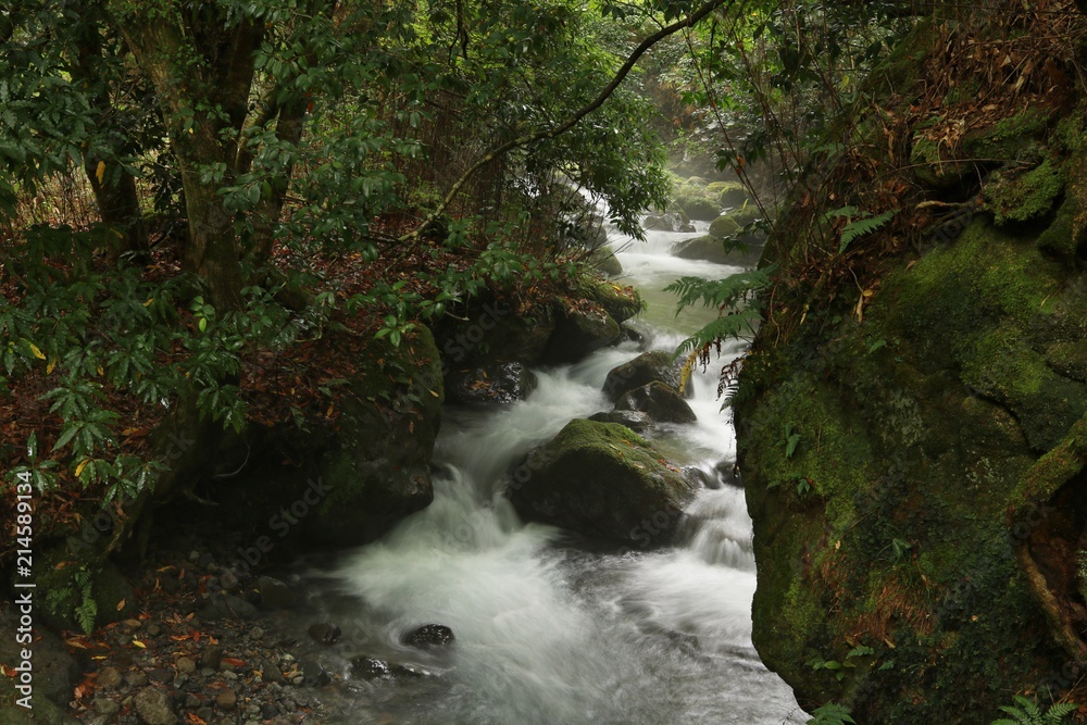 Obraz premium 美しい水が流れる山吹水源