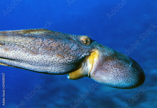 coral reef squid photo