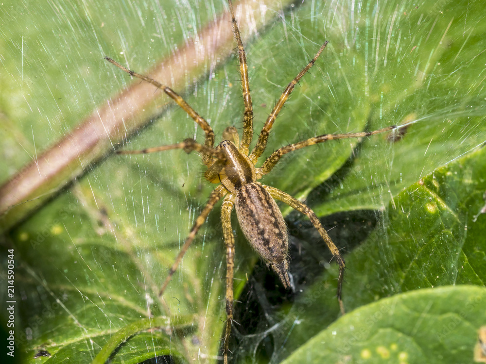 Tegenaria domestica, barn funnel weaver spider Tegenaria domestica, barn funnel weaver spider
