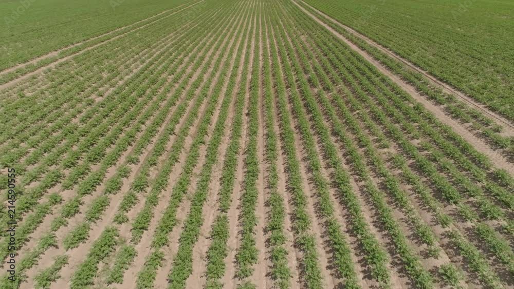 Aerial view of fields with potato plants, agricultural, cultivated fields. Potato field in the countryside. Agricultural landscape. Aerial view of fields with potato plants, agricultural, cultivated fields. Potato field in the countryside. Agricultural landscape.