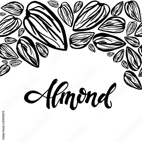 Sketch almonds pattern on white background