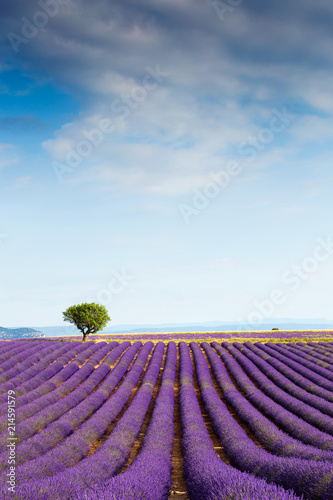 Fototapeta Naklejka Na Ścianę i Meble -  Beautiful landscape of lavender fields at sunset with dramatic sky.