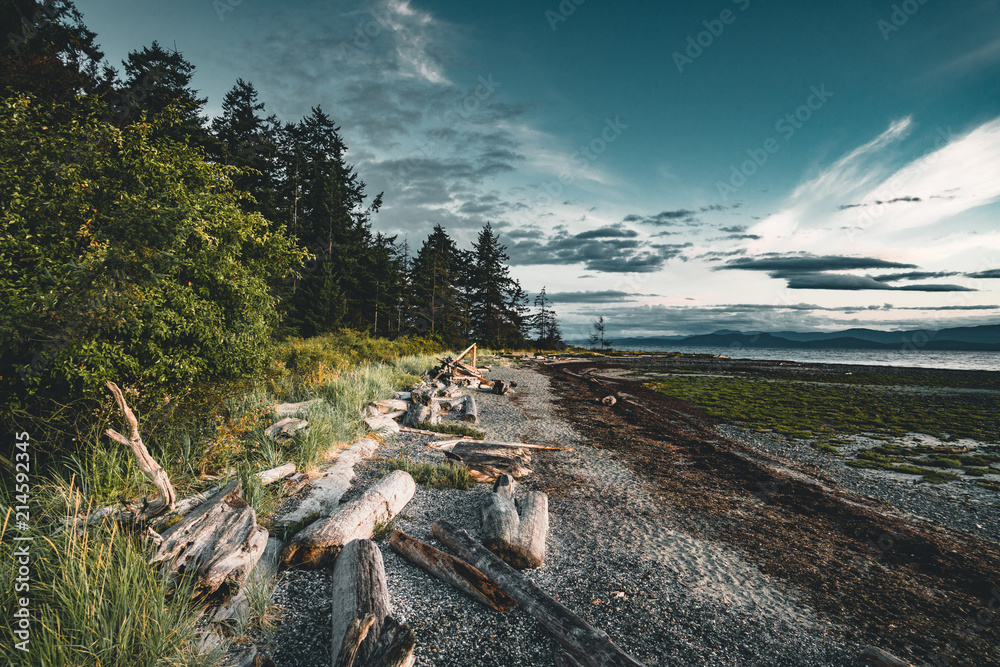 Naklejka premium Driftwood i kłody na piaszczystej plaży na wyspie Vancouver z lasem i błękitnym niebem w backgorund.