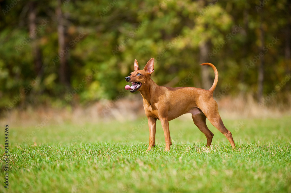 Stehender Zwergpinscher in einer Wiese Stehender Zwergpinscher in einer Wiese