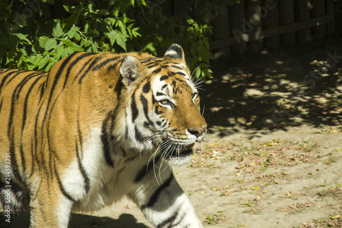 Fototapeta Naklejka Na Ścianę i Meble -  Big Amurian tiger