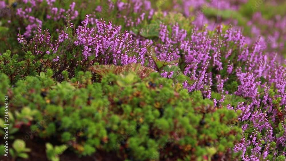 Crow and cloudberry fruit amongst flowering ling/bell heather during july on a slope in the cairngorms NP, scotland. Crow and cloudberry fruit amongst flowering ling/bell heather during july on a slope in the cairngorms NP, scotland.