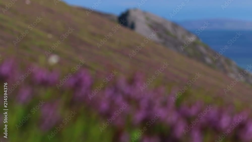 scottish mountain scene during july with clear skies and flowering ling/bell heather scottish mountain scene during july with clear skies and flowering ling/bell heather