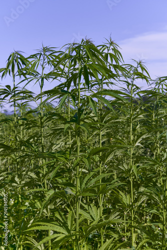 Field of green medical cannabis. 