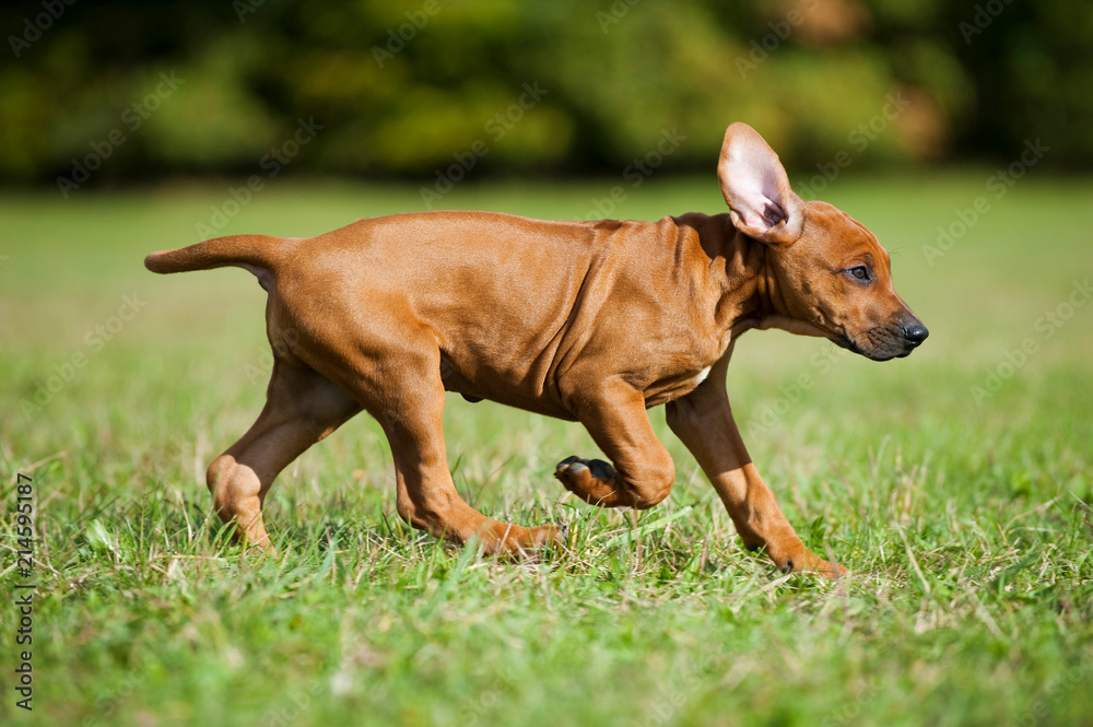 Rennender Rhodesian Ridgeback Welpe in einer Wiese Rennender Rhodesian Ridgeback Welpe in einer Wiese