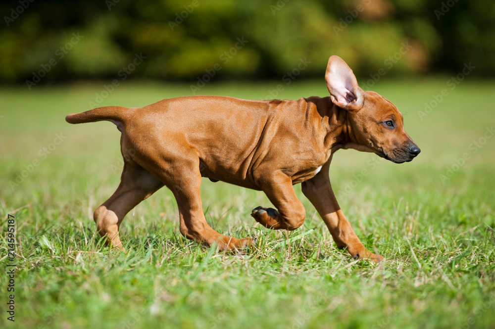 Rennender Rhodesian Ridgeback Welpe in einer Wiese