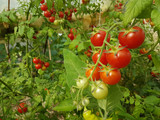 tomatoes red and green  plant in greenhouse stalk green leaves