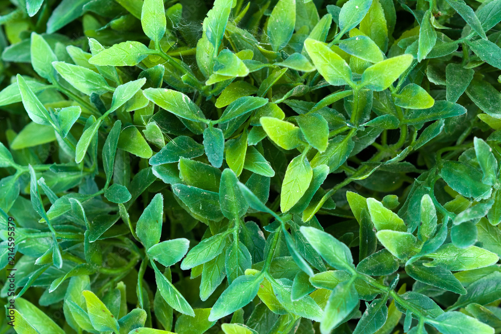 Obraz premium Front bush background