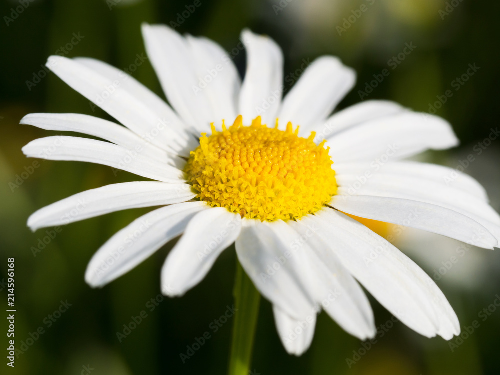 Chamomile flowers in sunlight. Chamomile close-up . Chamomile flowers in sunlight. Chamomile close-up .