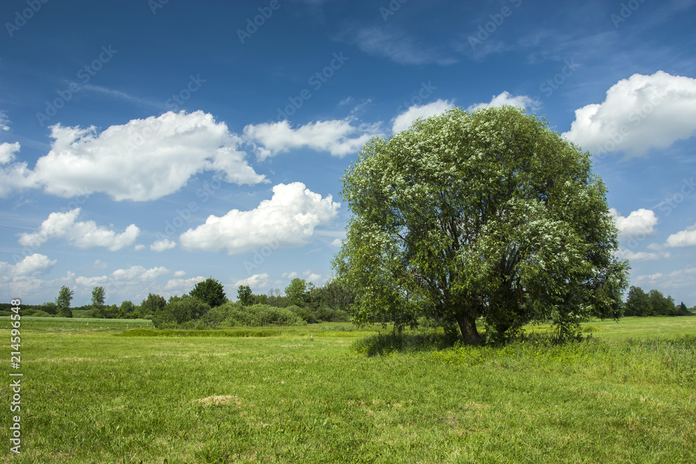 Big willow tree on a green meadow Big willow tree on a green meadow