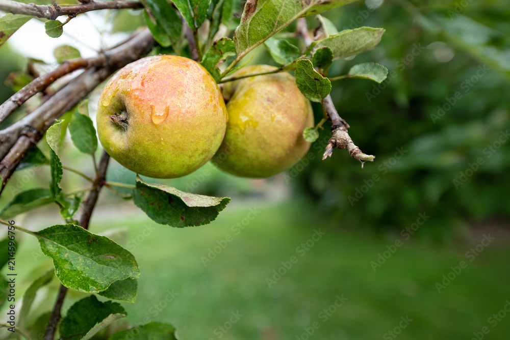Apple hang on apple tree in late summer or early autumn Apple hang on apple tree in late summer or early autumn