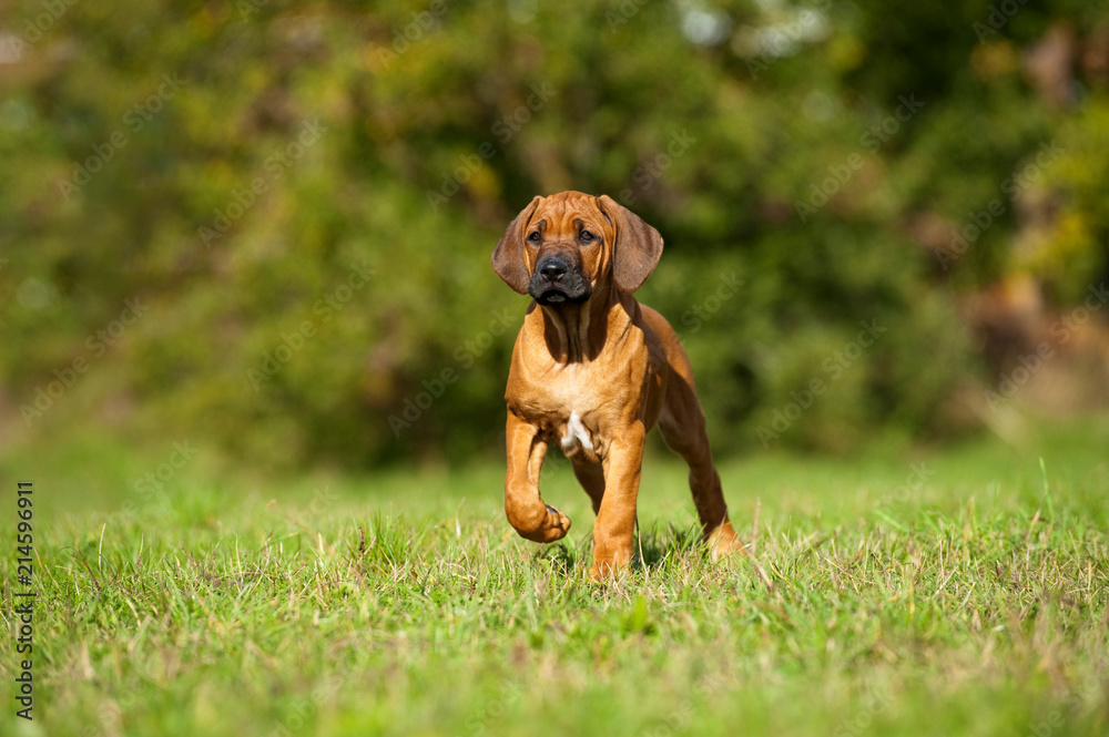Rhodesian Ridgeback Welpe steht in einer Wiese Rhodesian Ridgeback Welpe steht in einer Wiese