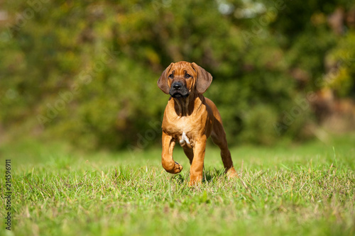 Rhodesian Ridgeback Welpe steht in einer Wiese