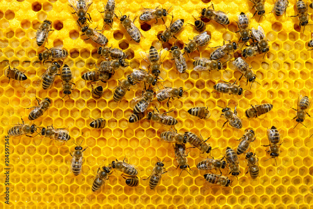 Hardworking Bees on Honeycomb in beehive. Bees Broods. Hardworking Bees on Honeycomb in beehive. Bees Broods.