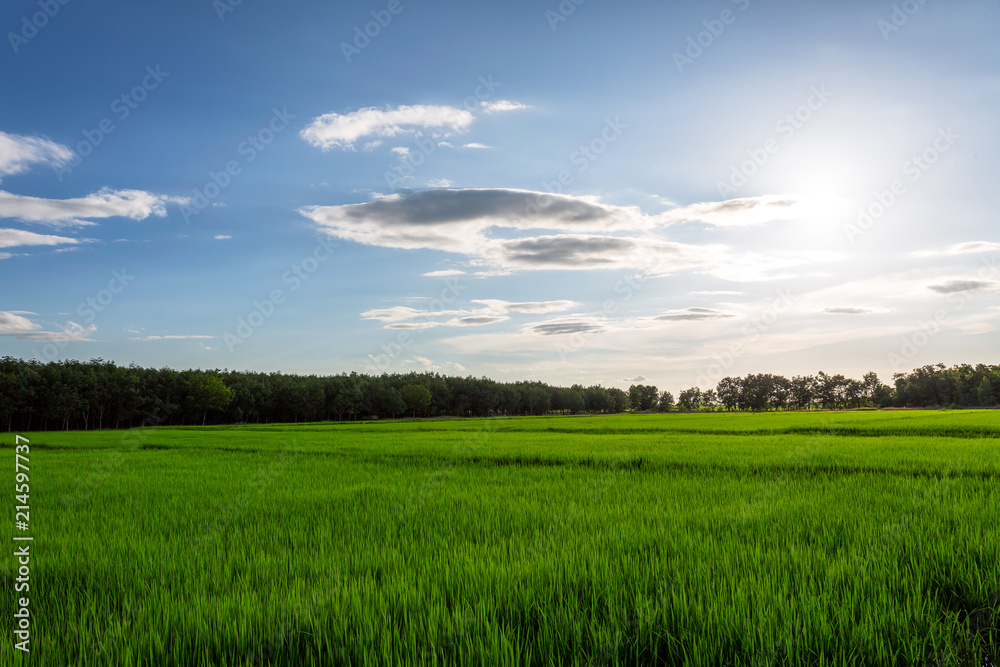Field of green grass and perfect sky and trees