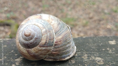 Brown snail on the wood