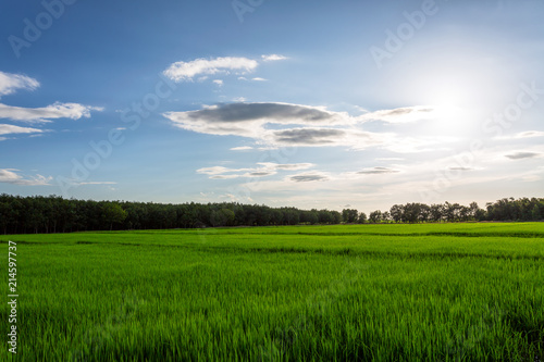 Field of green grass and perfect sky and trees © tong2530
