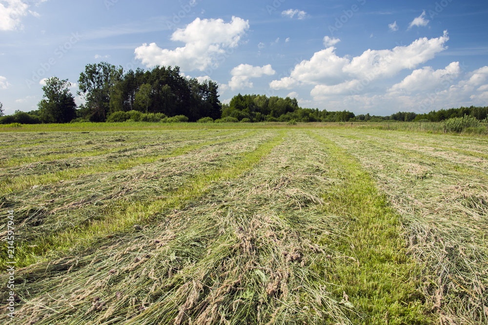 Fototapeta premium Mowed grass in a meadow and shrubbery