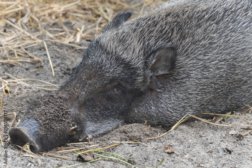 Wild boar in Hong Kong Wild boar in Hong Kong