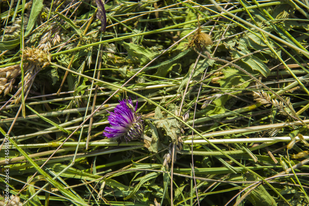 Cut flowers and grass on the meadow - background Cut flowers and grass on the meadow - background