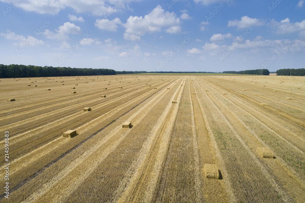 wheat field and stacked hay