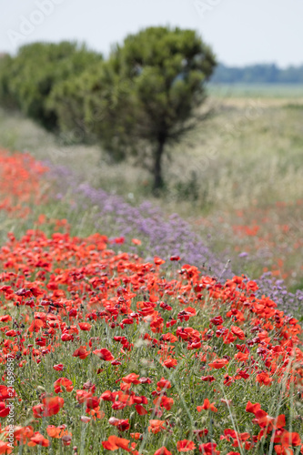 Red poppy blooming in front of a blurred meadow with cornflower and trees