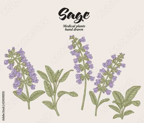 Hand drawn Salvia officinalis flowers and leaves. Sage garden plant. Vector illustration vintage.