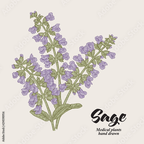 Salvia officinalis flowers and leaves also called sage garden. Hand drawn vector illustration vintage.