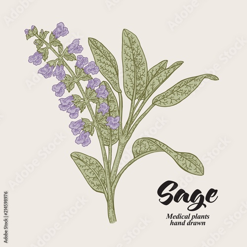 Salvia officinalis flowers and leaves also called sage garden. Hand drawn vector illustration vintage.