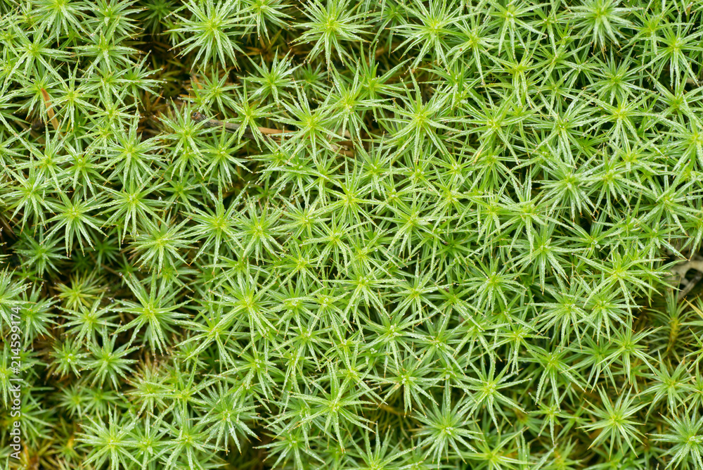 moss ( bank haircap moss- polytrichastrum formosum ) background macro moss ( bank haircap moss- polytrichastrum formosum ) background macro
